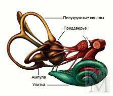 вестибулярный аппарат